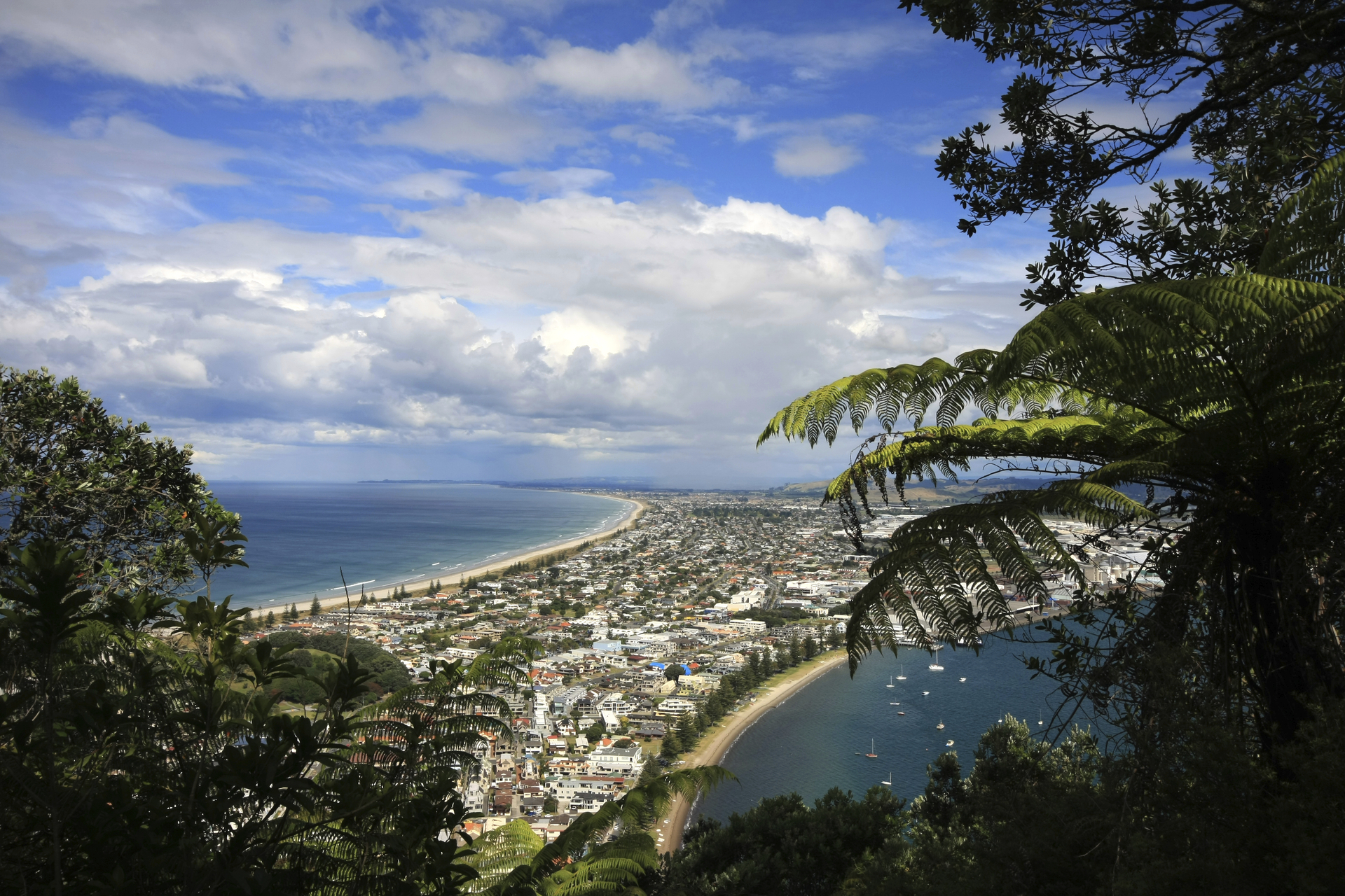 Tauranga Team